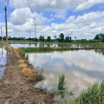 Bán thửa đất 1.000m2 đất lúa, hiện trạng chưa xây dựng (qui hoạch mới ONT), thị trấn Tân Túc, Bình 